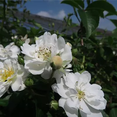 Kletterrose 'Guirlande d'Amour'® Kletterrose 'Guirlande d'Amour'®