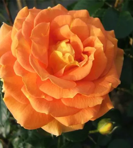 Beetrose 'Goldelse'® Beetrose 'Goldelse'®