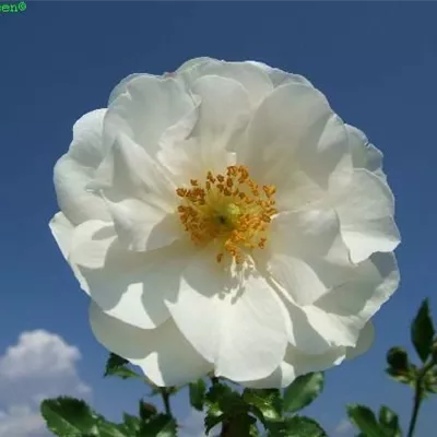 Beetrose 'Diamant'®