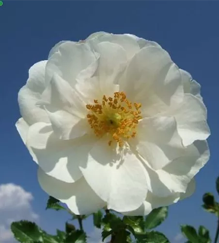 Beetrose 'Diamant'® Beetrose 'Diamant'®