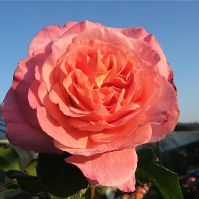 Edelrose 'Augusta Luise'® Edelrose 'Augusta Luise'®