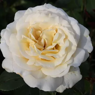 Edelrose 'Anastasia'® Edelrose 'Anastasia'®