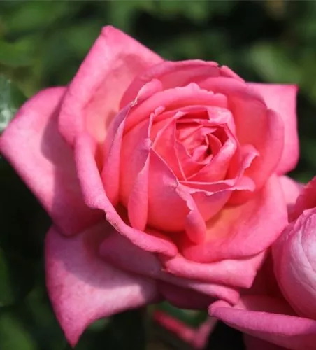 Edelrose 'Wedding Bells'® Edelrose 'Wedding Bells'®