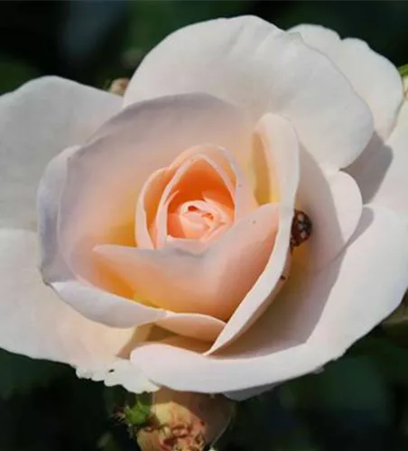 Beetrose 'Sirius'® Beetrose 'Sirius'®