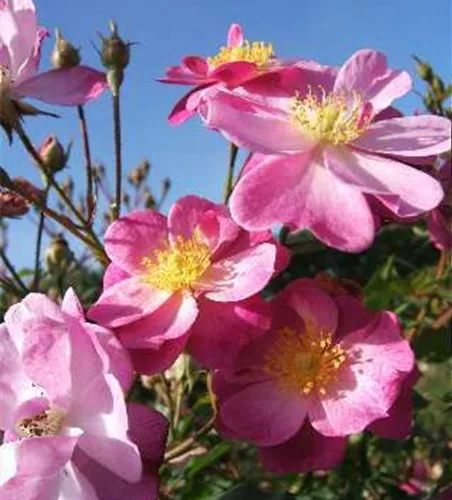 Kleinstrauchrose 'Lavender Dream'® Kleinstrauchrose 'Lavender Dream'®