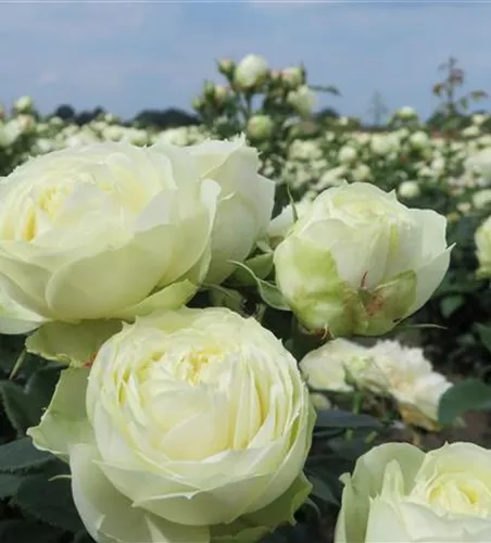 Edelrose 'Wedding Piano'® Edelrose 'Wedding Piano'®