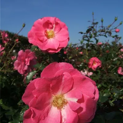 Bodendeckerrose 'Mirato'®