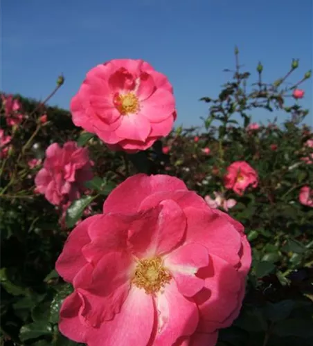 Bodendeckerrose 'Mirato'® Bodendeckerrose 'Mirato'®