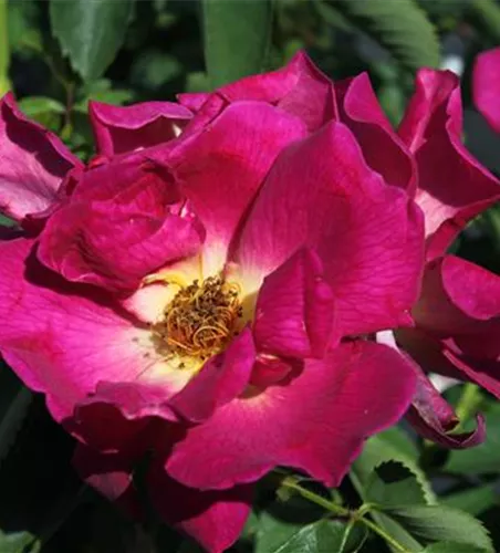 Bodendeckerrose 'Weg der Sinne'® Bodendeckerrose 'Weg der Sinne'®