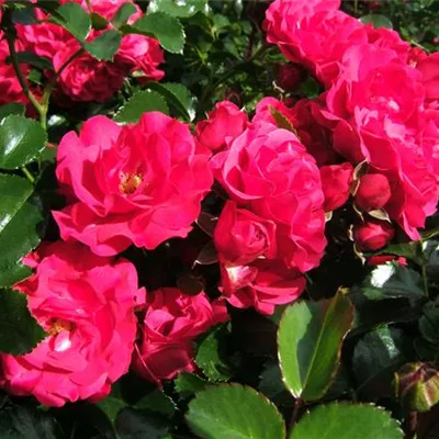 Bodendeckerrose 'Gärtnerfreude'®