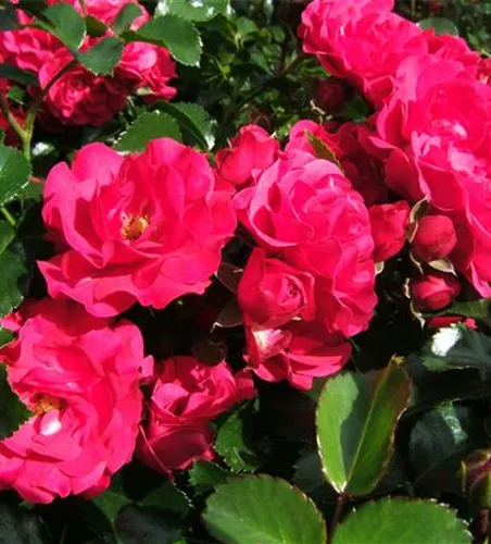 Bodendeckerrose 'Gärtnerfreude'® Bodendeckerrose 'Gärtnerfreude'®
