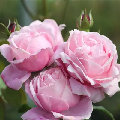 Beetrose 'Dieter Müller'®