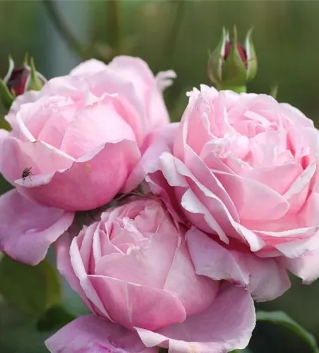 Beetrose 'Dieter Müller'® Beetrose 'Dieter Müller'®