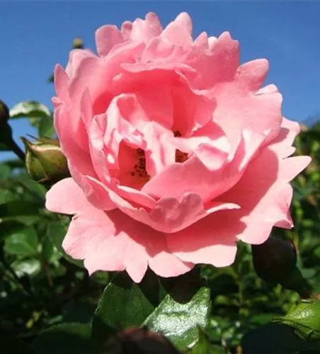 Beetrose 'Sommerwind'® Beetrose 'Sommerwind'®