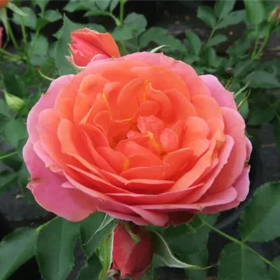 Zwergrose 'Mandarin'® Zwergrose 'Mandarin'®