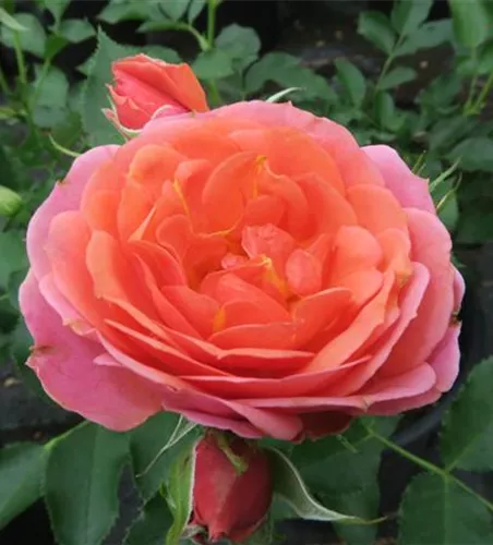 Zwergrose 'Mandarin'® Zwergrose 'Mandarin'®