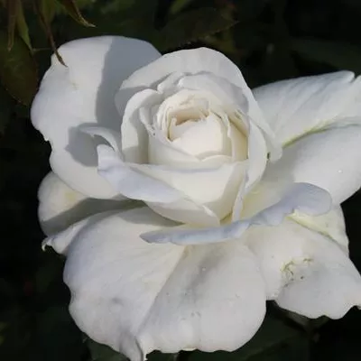 Edelrose 'Annapurna'® Edelrose 'Annapurna'®