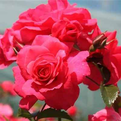 Beetrose 'Bad Birnbach'®