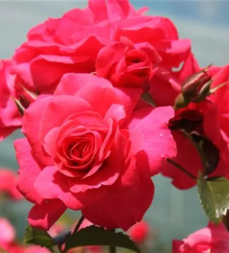 Beetrose 'Bad Birnbach'® Beetrose 'Bad Birnbach'®