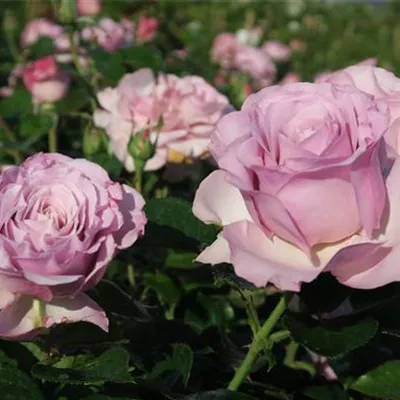 Edelrose 'Blue Girl'® Edelrose 'Blue Girl'®