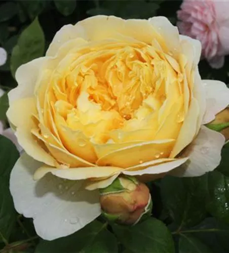 Strauchrose 'Charles Darwin'® Strauchrose 'Charles Darwin'®