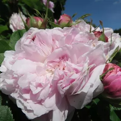 Parkrose 'Jacques Cartier' Parkrose 'Jacques Cartier'