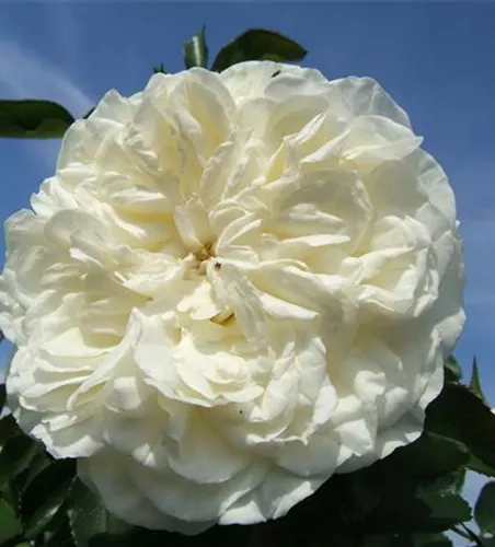 Strauchrosen 'White Meidiland'® Strauchrosen 'White Meidiland'®