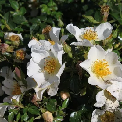 Zwergrose 'Sonnenröschen'® Zwergrose 'Sonnenröschen'®