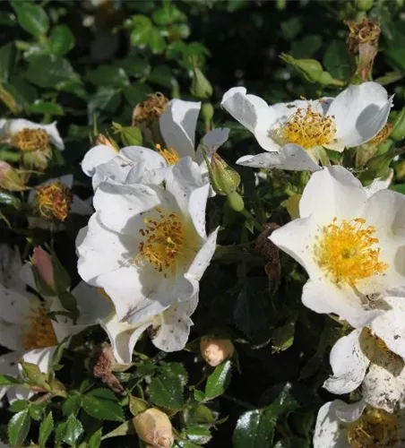 Zwergrose 'Sonnenröschen'® Zwergrose 'Sonnenröschen'®