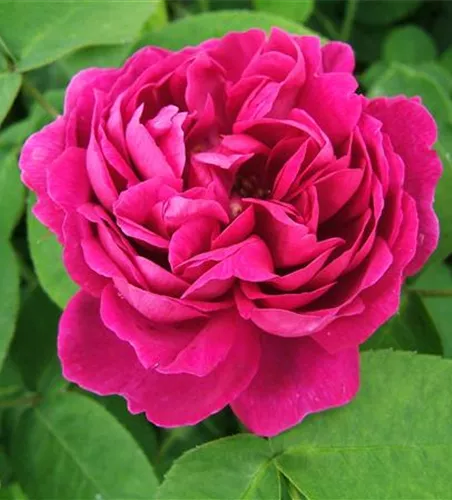 Strauchrose 'Rose de Resht' Strauchrose 'Rose de Resht'