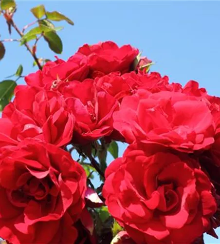 Kletterrose 'Amadeus'® Kletterrose 'Amadeus'®