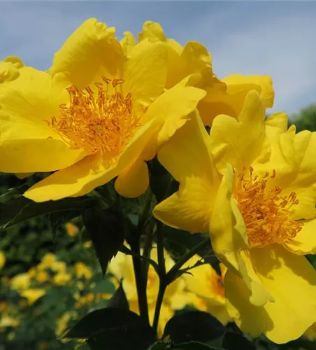 Beetrose 'Lemon Fizz'® Beetrose 'Lemon Fizz'®