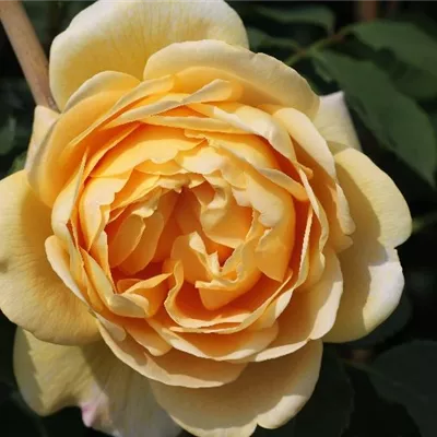 Kletterrose 'Golden Gate'® Kletterrose 'Golden Gate'®