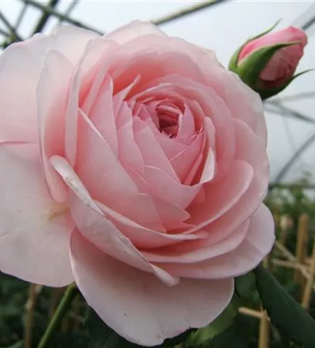 Kletterrose 'Nahéma'® Kletterrose 'Nahéma'®