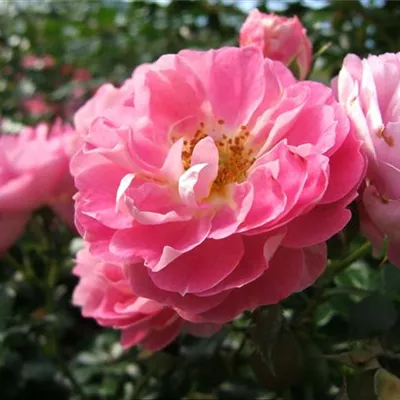 Zwergrose 'Charmant'® Zwergrose 'Charmant'®