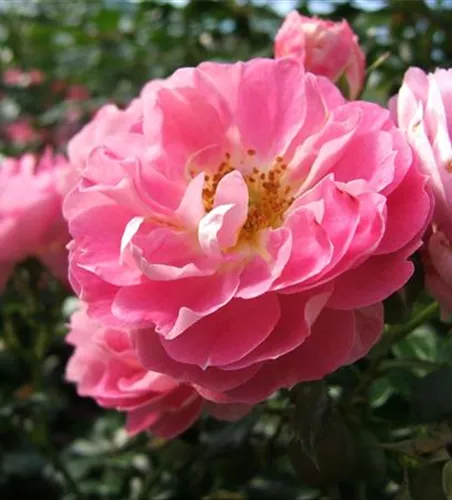 Zwergrose 'Charmant'® Zwergrose 'Charmant'®