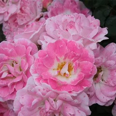 Zwergrose 'Flirt 2011'® Zwergrose 'Flirt 2011'®