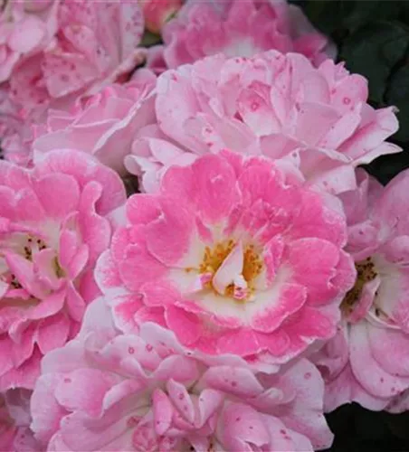 Zwergrose 'Flirt 2011'® Zwergrose 'Flirt 2011'®