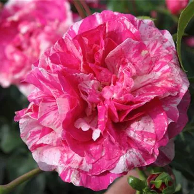 Kletterrose 'Colibri Farbfestival'® Kletterrose 'Colibri Farbfestival'®