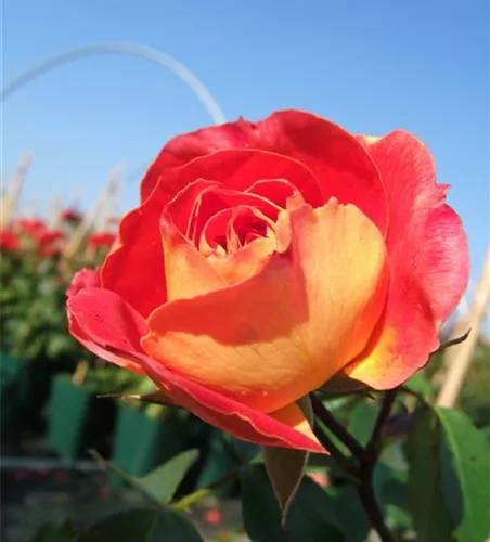 Beetrose 'Gebrüder Grimm'® Beetrose 'Gebrüder Grimm'®