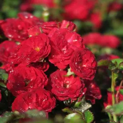 Zwergrose 'Mandy'® Zwergrose 'Mandy'®