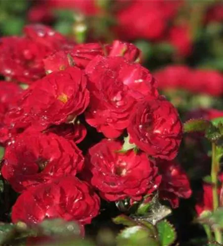 Zwergrose 'Mandy'® Zwergrose 'Mandy'®