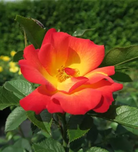 Rose 'Summer of Love'® Rose 'Summer of Love'®