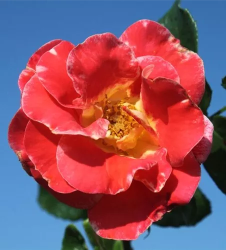 Beetrose 'Airbrush'® Beetrose 'Airbrush'®