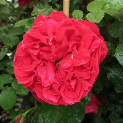 Kletterrose 'Florentina'® Kletterrose 'Florentina'®