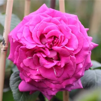 Edelrose 'Chartreuse de Parme'® Edelrose 'Chartreuse de Parme'®