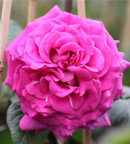 Edelrose 'Chartreuse de Parme'® Edelrose 'Chartreuse de Parme'®