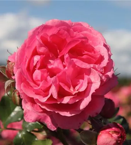 Beetrose 'Moin Moin'® Beetrose 'Moin Moin'®