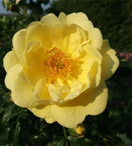 Bodendeckerrose 'Sunny Rose'® Bodendeckerrose 'Sunny Rose'®