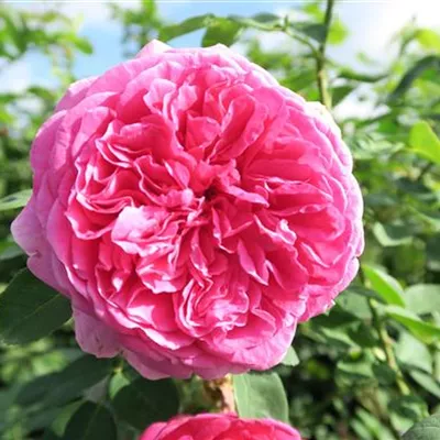 Beetrose 'Leonardo da Vinci'® Beetrose 'Leonardo da Vinci'®